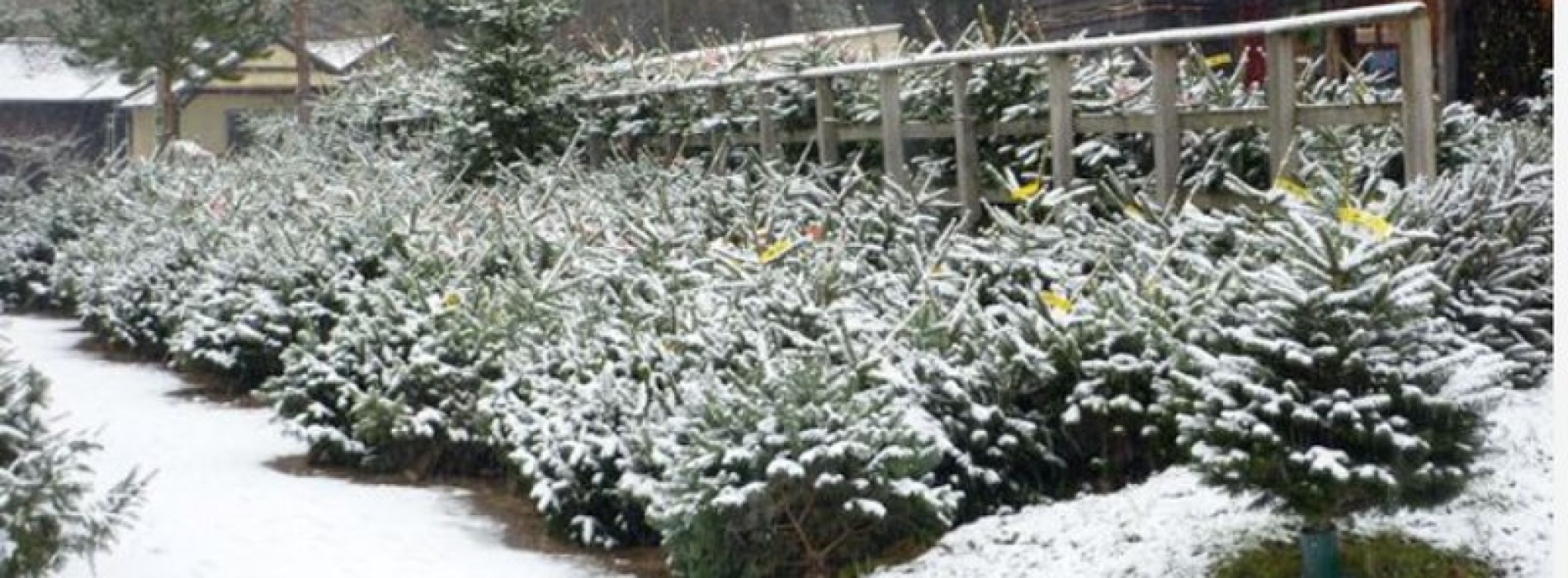 100 christmas tree farm sussex my story archives 100 christmas tree farm sussex my story archives