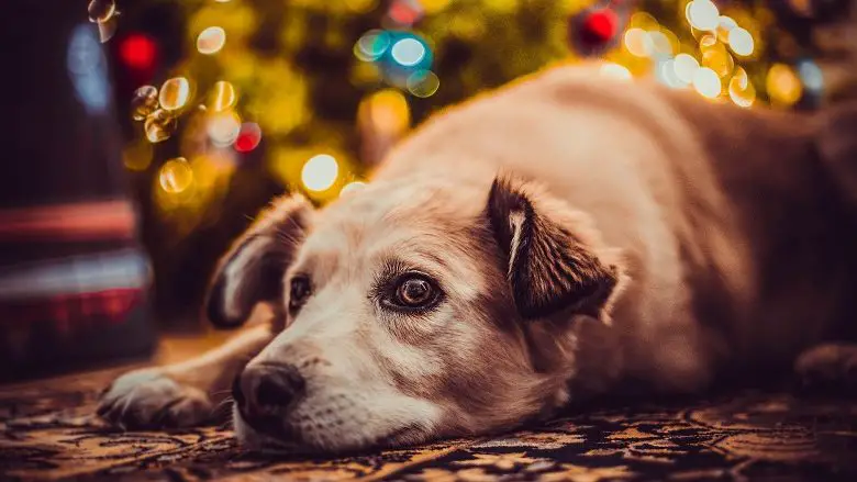 Dog looking anxious lying in front of Christmas tree lights