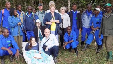 Susie in stretcher with group visiting gorillas