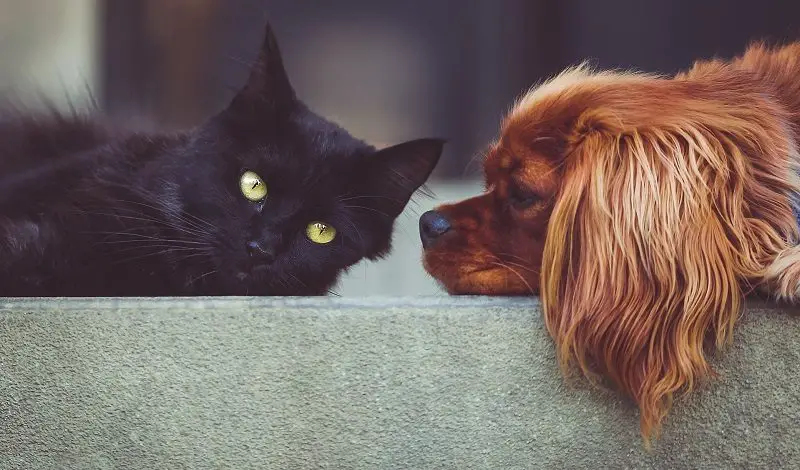 Cat and dog lying on floor at home