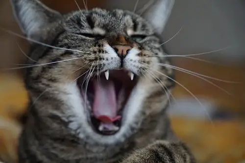 Cat singing