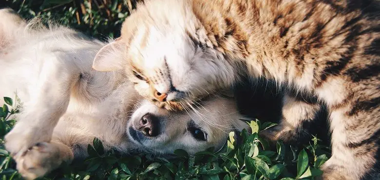 Can and dog friends