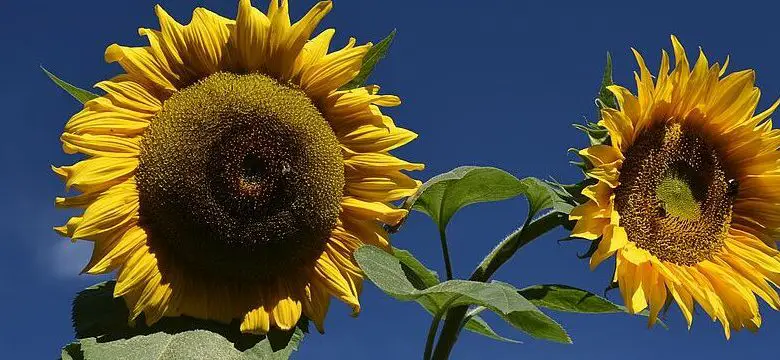 Sunflowers