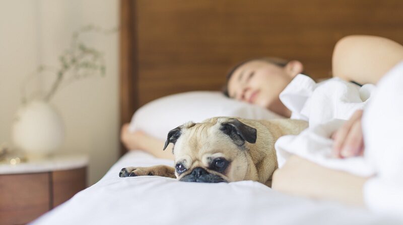 Pug dog lying on a bed with woman sleeping