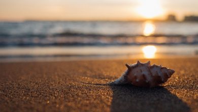 Shell on a sandy beach at sunset