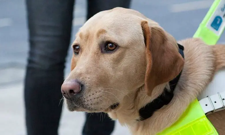 Golden Labrador Assistance Dog