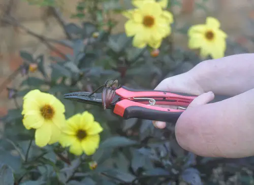 Nikki Preston using secateurs to cut her flowers