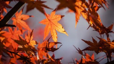 Orange autumn leaves viewed from below against a pale grey sky