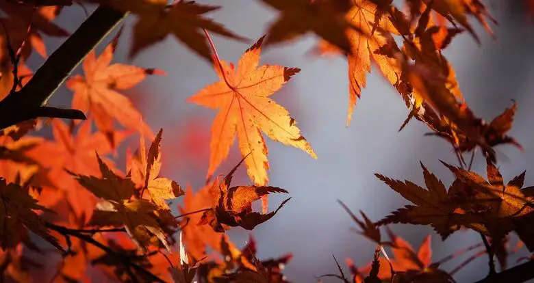 Orange autumn leaves viewed from below against a pale grey sky