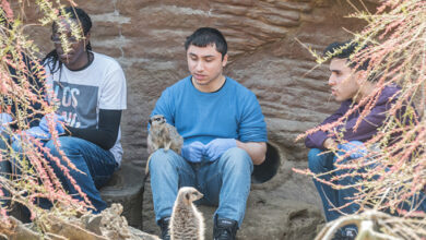 A man is sittting in an enclosed meerkat area, holding a meerkat