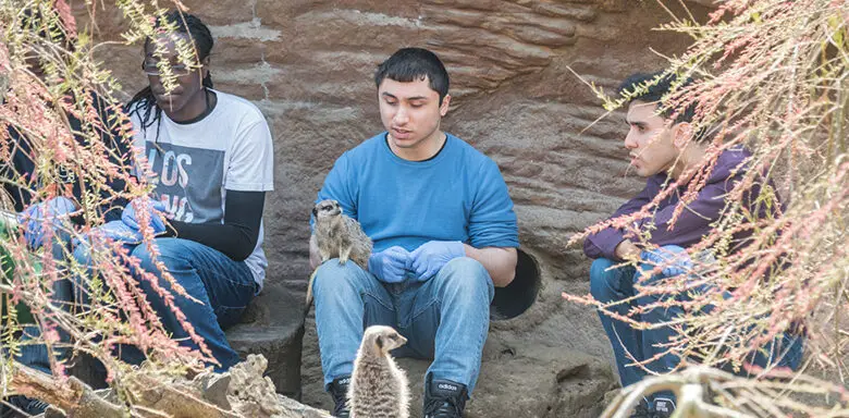 A man is sittting in an enclosed meerkat area, holding a meerkat