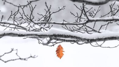 Tree branches covered in snow on them