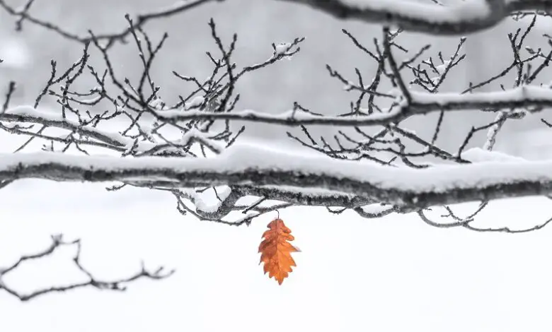 Tree branches covered in snow on them