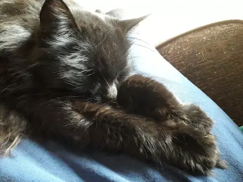 Fluffy black cat on blue cushion