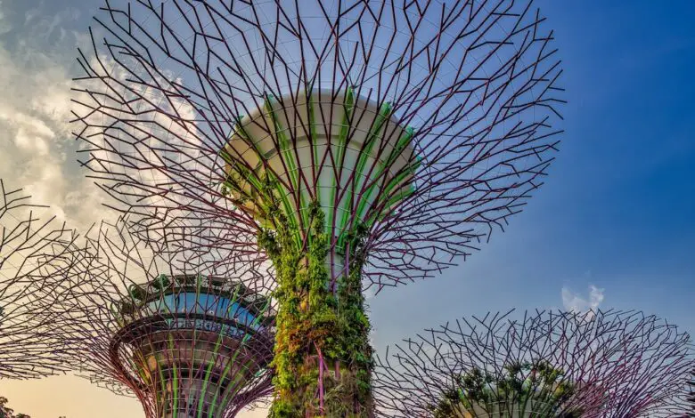 Tall, futuristic tree-like metal structures with wide canopies, covered in vertical gardens of green plants, rise against a blue and orange sky at Singapore’s Gardens by the Bay.