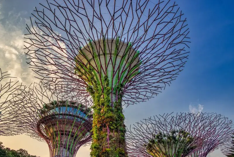 Gardens by the Bay in Singapore looking up to the treetops of manmade tress using metal work with plants and folliage growing up them