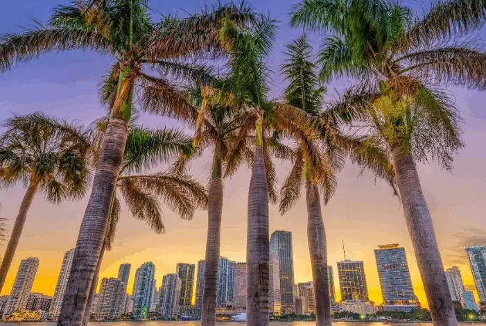 Palm trees in front of the Miami skyline at sunset, with colorful light reflecting off the water.