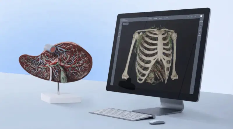 3D anatomical models of the ribcage and internal organs displayed on a computer screen beside a physical anatomy model on a desk.