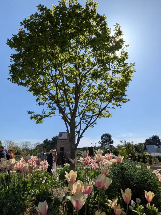 Magnolia tree at the centre of the garden, surrounded by pale pink tulips and planting beds.