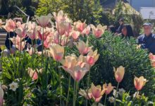 Pale pink and cream tulips in a garden bed, with people seated behind them in bright sunlight.