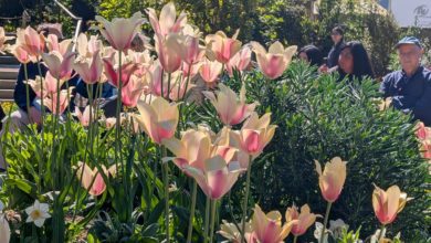 Pale pink and cream tulips in a garden bed, with people seated behind them in bright sunlight.