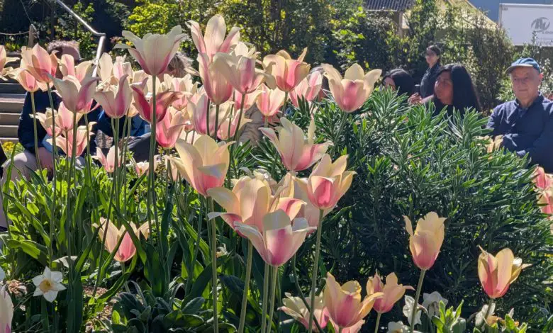Pale pink and cream tulips in a garden bed, with people seated behind them in bright sunlight.