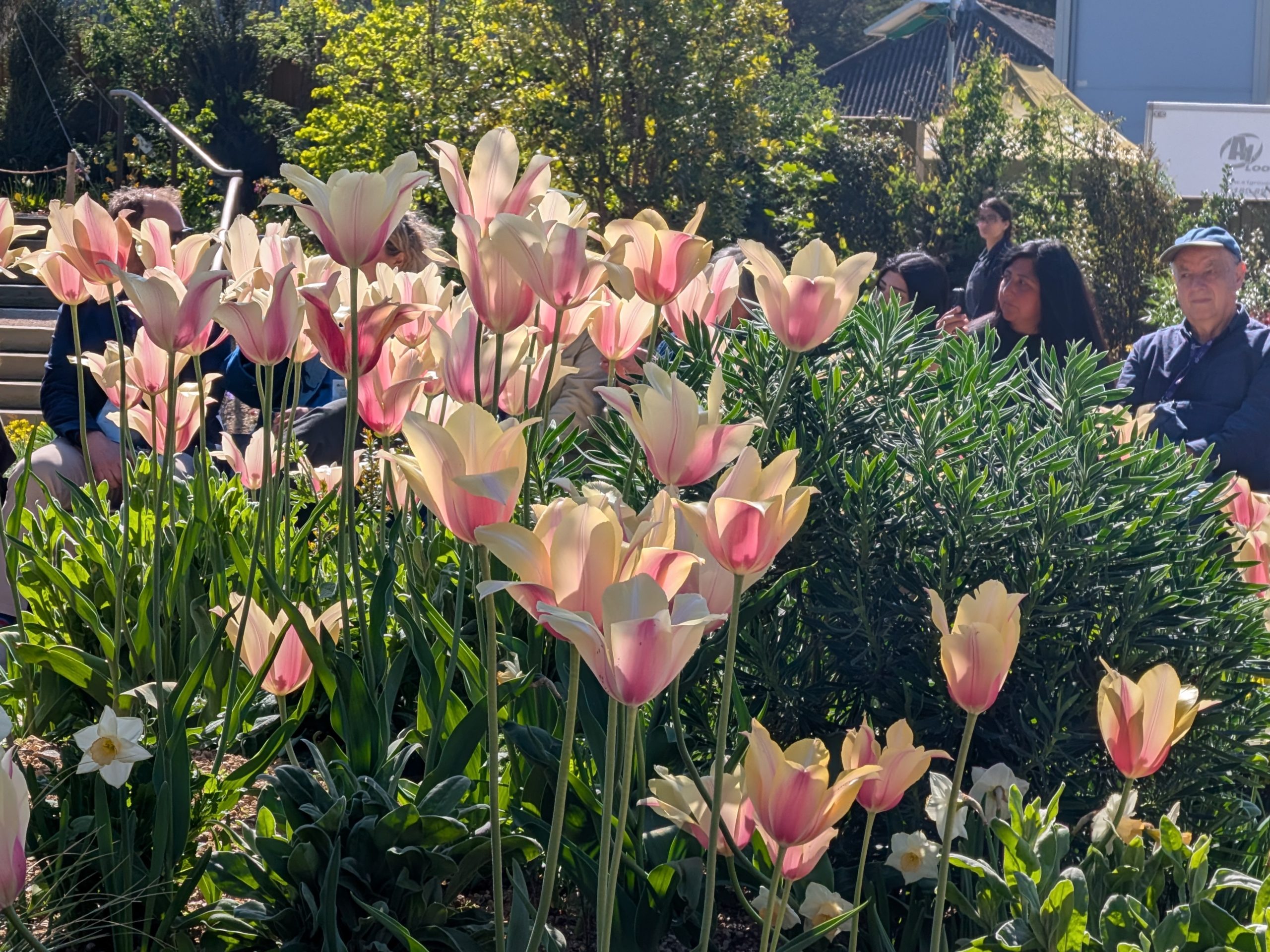 Queen Elizabeth II Garden Regent’s Park: Full Accessibility Guide Including New Changing Places Toilet