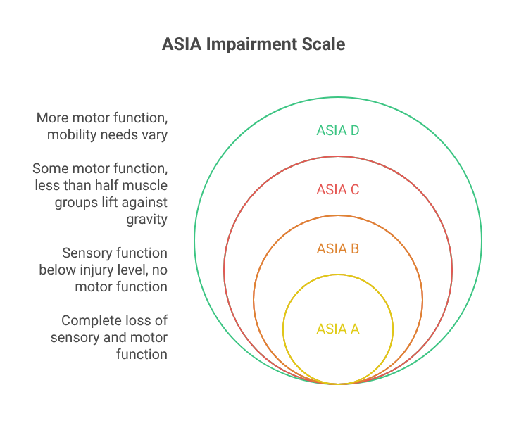 ASIA Impairment Scale showing ASIA A to D, from complete loss of sensory and motor function to greater motor function.